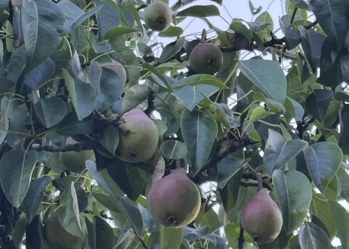 Hébergement de vacances Zola *
